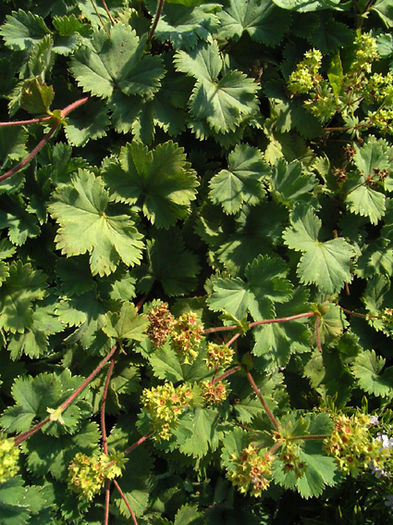 alchemilla_erythropoda