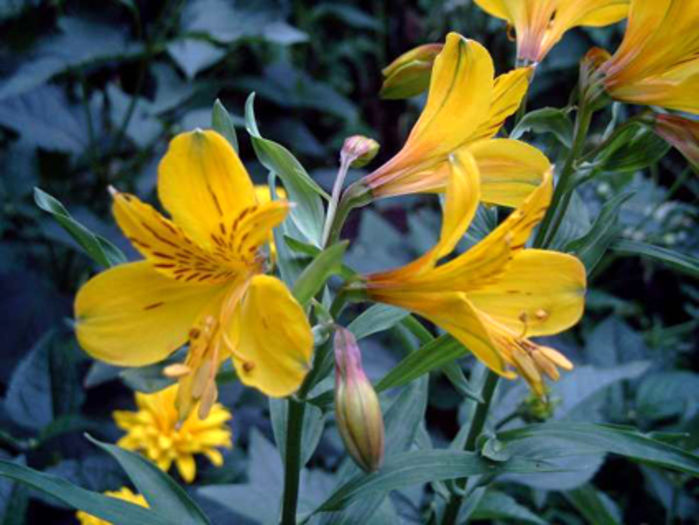 alstroemeria_aurea