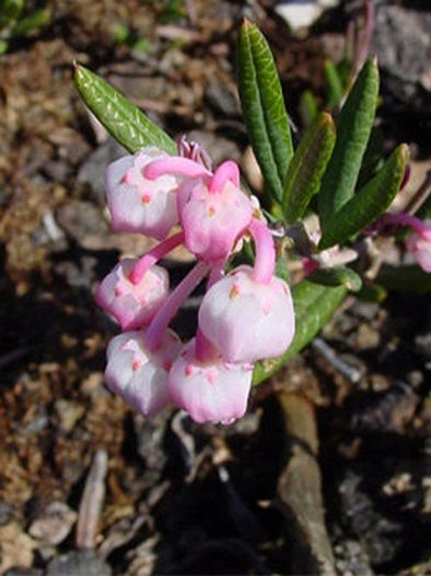 andromeda_polliferum