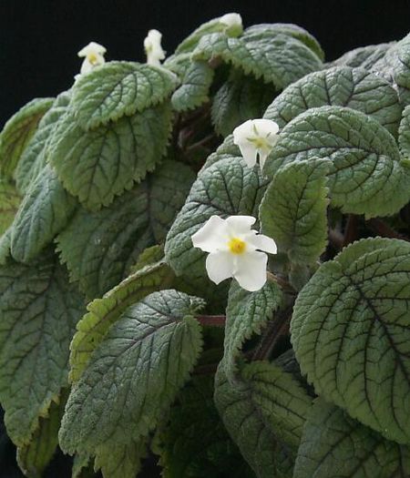 Niphaea oblonga - minuni ale naturii create de dumnezeu 9