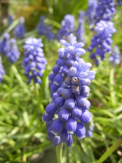 Muscari armeniacum (2014, April 01) - Muscari Armeniacum