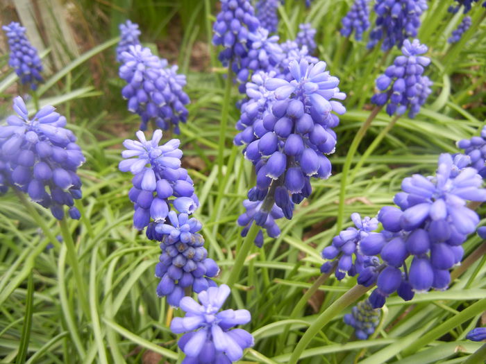 Muscari armeniacum (2014, April 03)