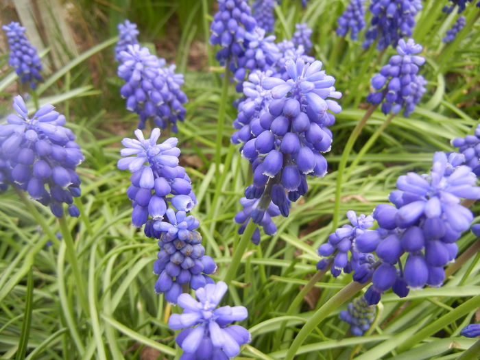 Muscari armeniacum (2014, April 03) - Muscari Armeniacum