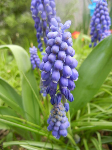 Muscari armeniacum (2014, April 03)