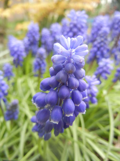 Muscari armeniacum (2014, April 03)