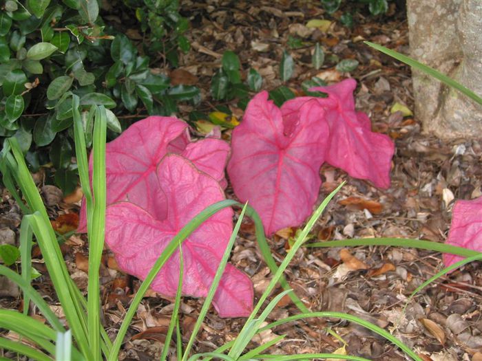 Caladium Fannie Munson - minuni ale naturii create de dumnezeu 11