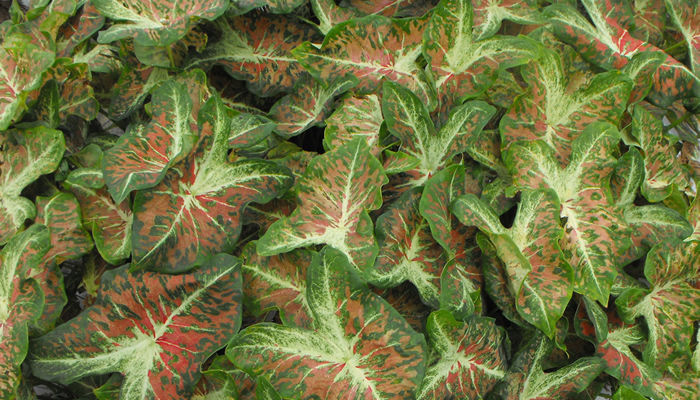 creamsickle_caladiums-700