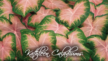 kathleen_caladiums-350