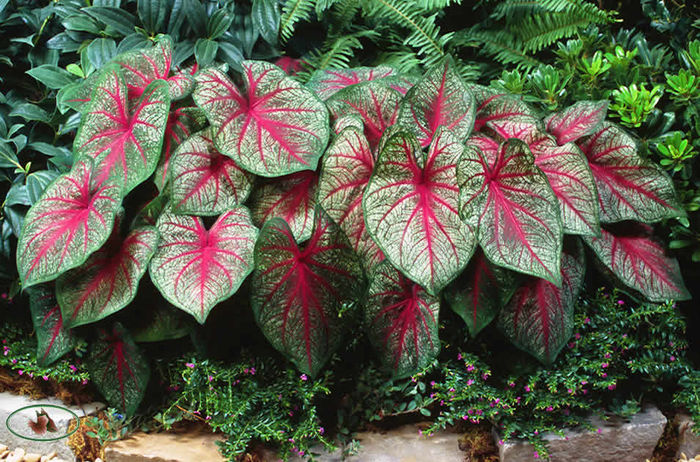 mrs_anro_nehrling_caladiums_landscape-955