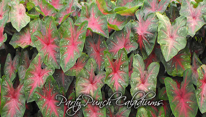 Party_Punch_Caladium-1050