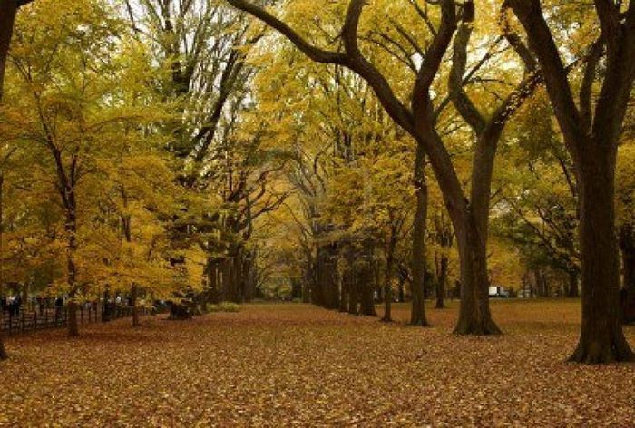 1969370_511189772317822_5593049177502403457_n - Toamna in Central Park New York