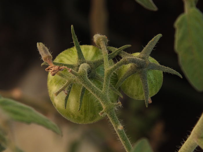 Tigerella necoapte - Comanda Anthesis toamna - iarna 2013