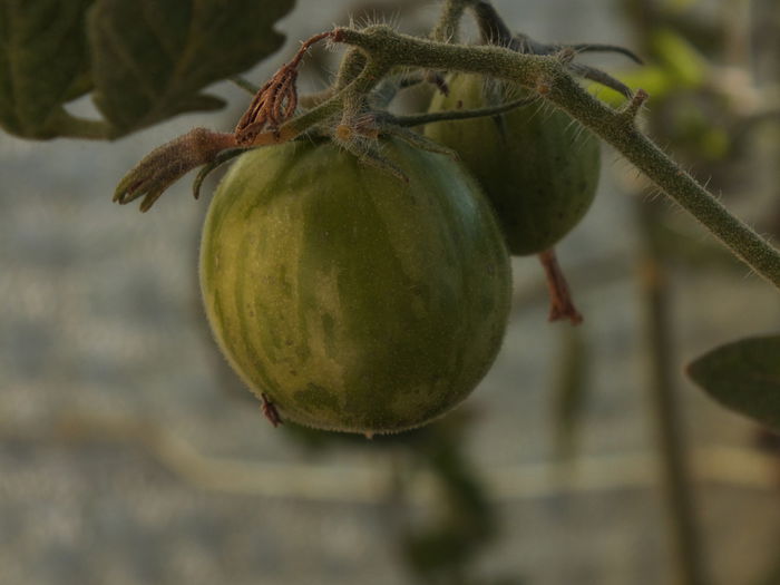 Tigerella necoapte1 - Comanda Anthesis toamna - iarna 2013