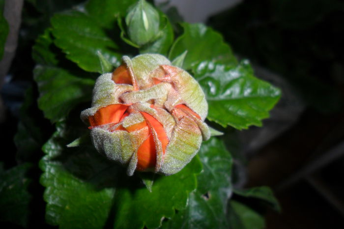 SAM_2435 - hibiscusi 2014-3