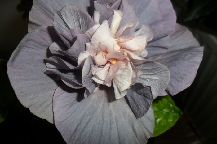 a 3 zi - hibiscusi 2014-3