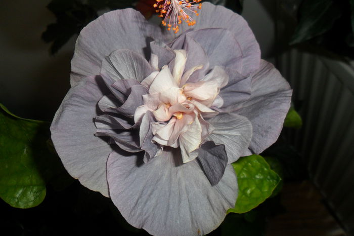 SAM_2438 - hibiscusi 2014-3