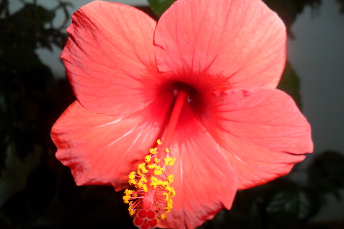 SAM_2439 - hibiscusi 2014-3