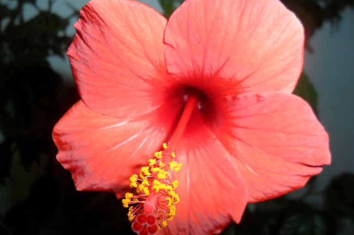 SAM_2440 - hibiscusi 2014-3