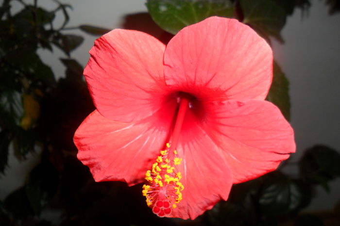 SAM_2441 - hibiscusi 2014-3