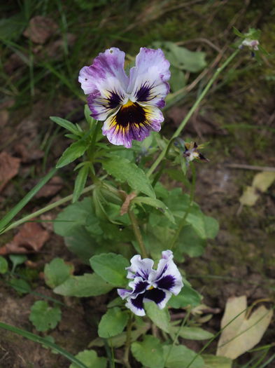 panselute Frou Frou1 - Comanda Anthesis toamna - iarna 2013