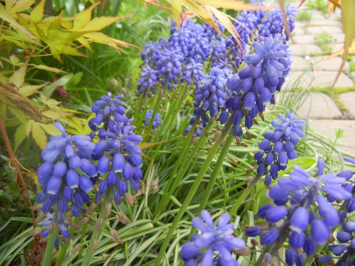 Muscari armeniacum (2014, April 13) - Muscari Armeniacum