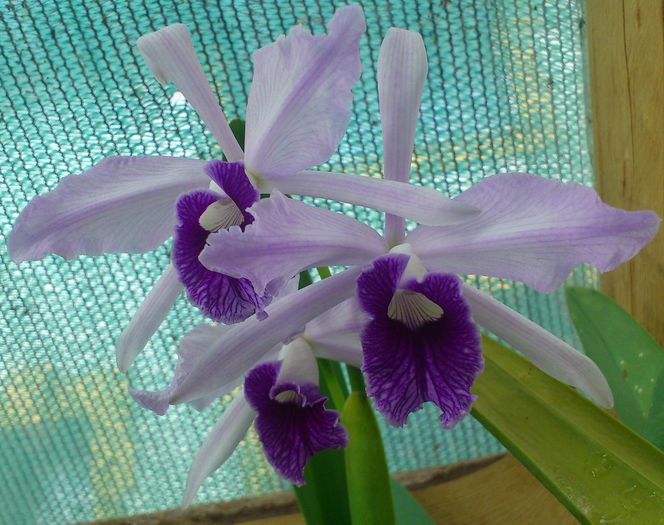 lc pulcherrima coer6oct2014 - Laelia