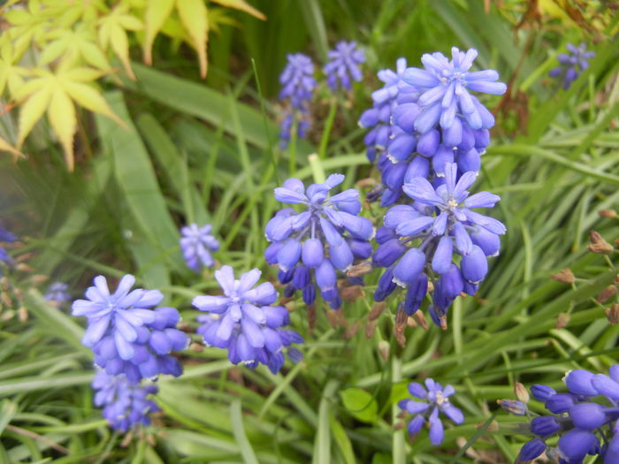 Muscari armeniacum (2014, April 13) - Muscari Armeniacum