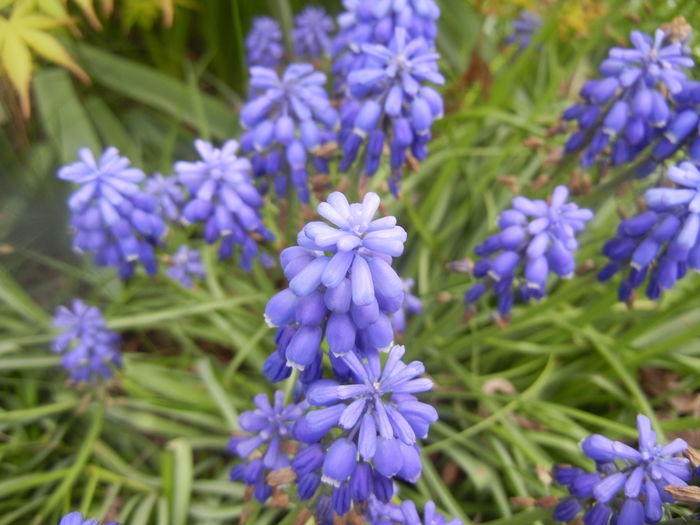 Muscari armeniacum (2014, April 13)