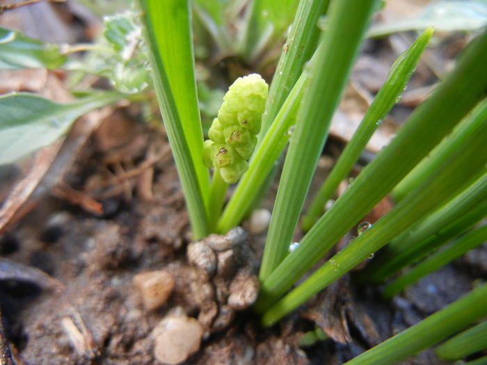 Muscari botryoides Album (2014, Mar.22) - Muscari Album