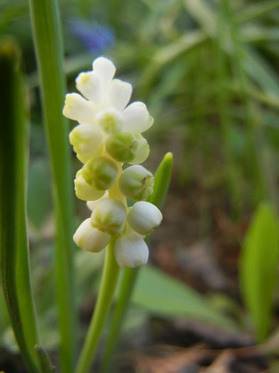 Muscari botryoides Album (2014, Mar.27)