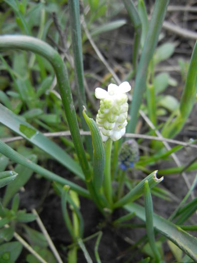 Muscari botryoides Album (2014, Mar.29) - Muscari Album