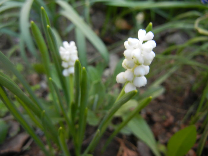 Muscari botryoides Album (2014, Mar.29)