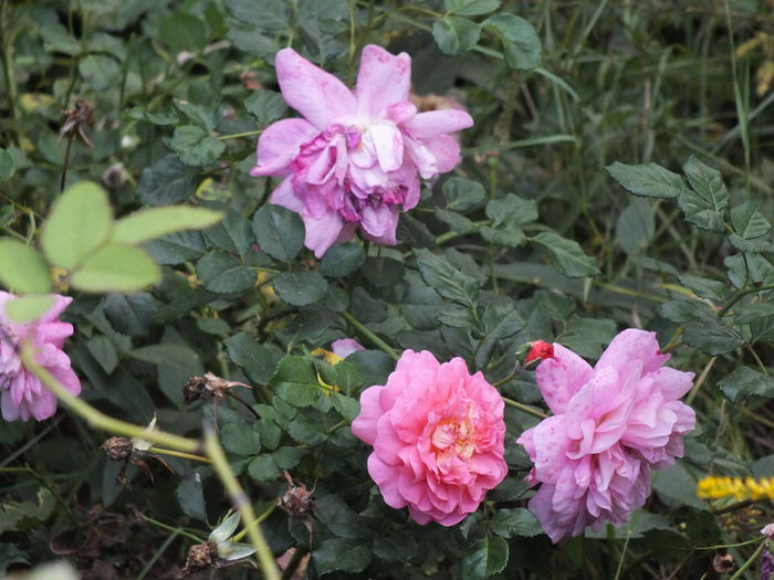 16.09.2014b - Christopher Marlowe