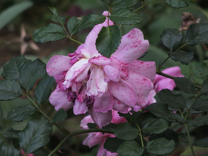 16.09.2014c - Christopher Marlowe