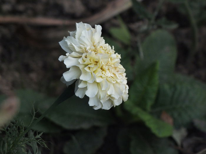 16.09.2014 Tagetes Vanilla; Tagetes Vanilla
