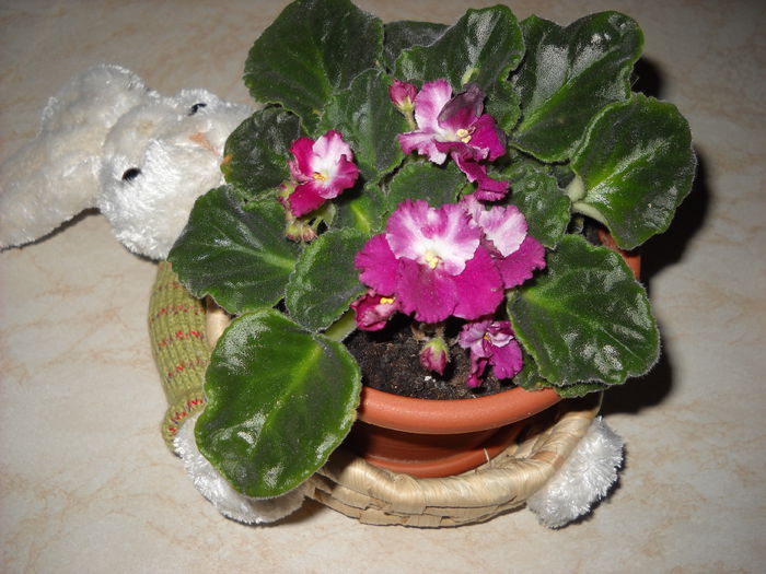  - Violete 2013---2020