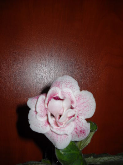 169 - 1GLOXINIA -2014