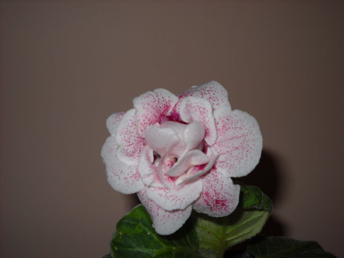 195 - 1GLOXINIA -2014