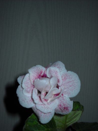 208 - 1GLOXINIA -2014