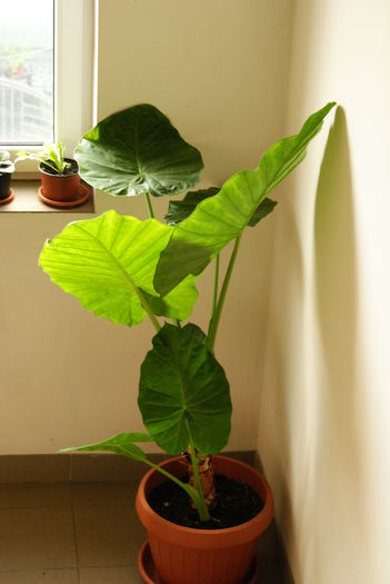 DSC02142 - Colocasia