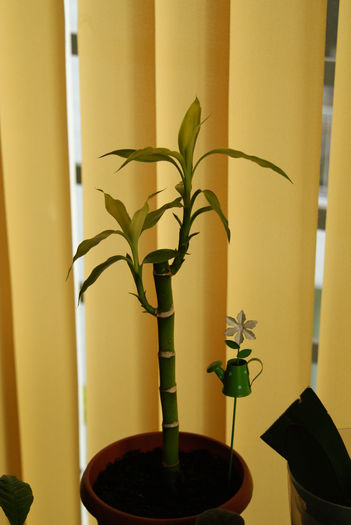 DSC02141 - Bambus