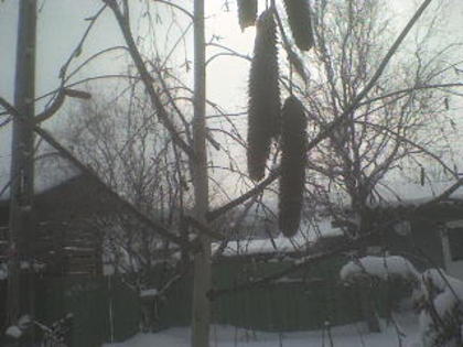 seminte de mesteacan