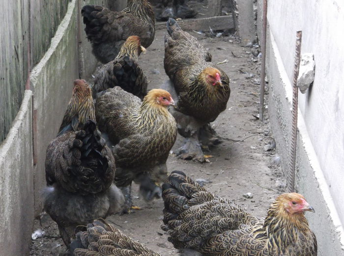 Picture 1188 - Pui Brahma 2014