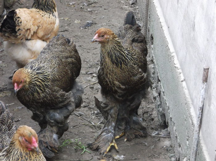 Picture 1183 - Pui Brahma 2014