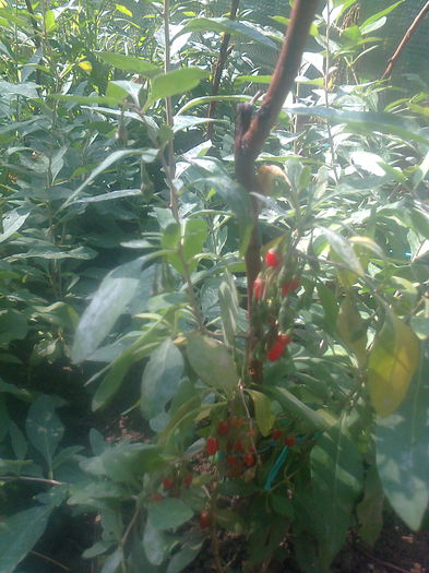 Goji Sweet Lifeberry; Butasii de Sweet Lifeberry de 40cm.
