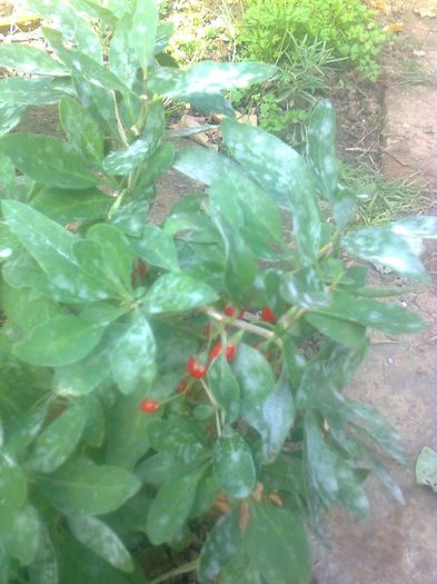 Goji Sweet Lifeberry; Tot butasii de 40cm.,cu fructe.
