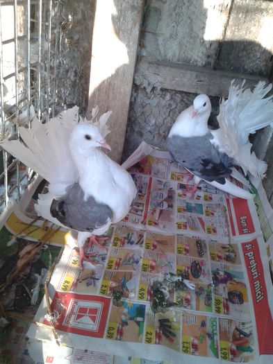 pereche2014 capaciti pe albastru