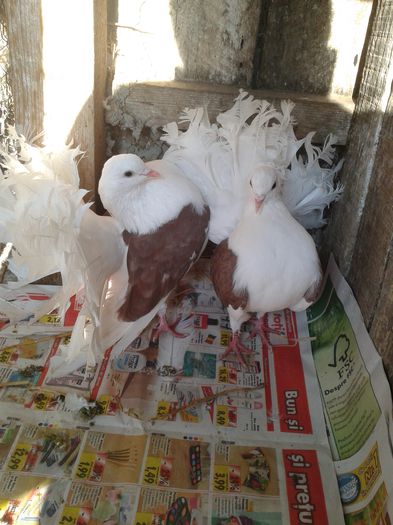 pereche2014 capaciti pe rosu