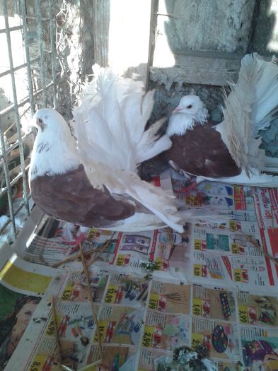 pereche2013 capaciti pe rosu