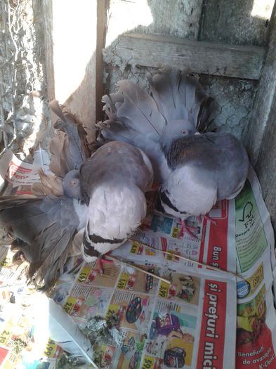 aceeasi pereche nr 6